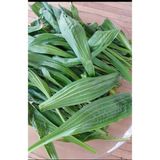 Sinir Otu ( Damar otu ) - 1 Paket