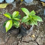 Sinirli Sayida Arabica Kahve Fidani (Kucuk Boy, Tuplu)