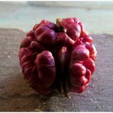 Sınırlı Stok Özel Üretim R.Livermore Kırmızı Ceviz Fidanı