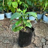 Sinirli Stok Rabusta Kahve Fidani (Kucuk Boy, Tuplu)