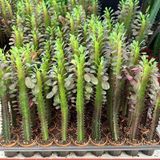 Sınırlı Üretim Euphorbia Trigona Red - Afrika Süt Ağacı Kaktüsü 5.5lik Saksıda, 20 Cm Ve Üzeri Boyda