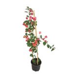 Sırık Begonvil Fuşya Çiçekli Bougainvillea