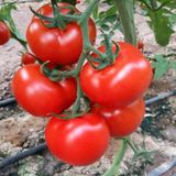 Sırık Domates Tohumu 5 Tohum +Saksı + Toprak Hediye Tohum
