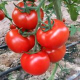 Sırık Domates Tohumu 5 Tohum +Saksı + Toprak Tohum