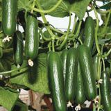 Sırık Salatalık (hıyar) Tohumu 1 Paket (50 Adet)