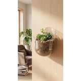 Şirin Home Yapışkanlı Şeffaf Duvar Organizeri & Saksı (Vidasız / Çivisiz)