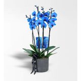 Siyah Beton Saksıda 4 Dallı Magic Blue Mavi Orkide