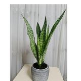 Siyah-Beyaz Dekoratif Taş Saksıda Paşa Kılıcı Fidesi 40-45 cm Boy 15 cm Çap