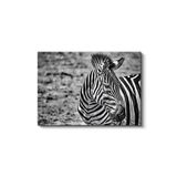 Sıyah Beyaz Zebra Kanvas Tablo