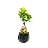 Siyah Face Serisi Ficus Gingseng Bonsai Tasarım
