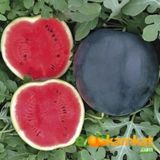 Siyah karpuz Tohumu 10 gr Paket