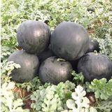 Siyah Karpuz Tohumu 25+ Tohum N11.2237