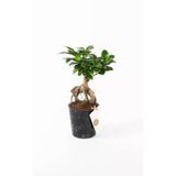 Siyah Seramik Saksıda Ficus Ginseng Bonsai