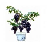 Siyah Üzüm Bonzai Ağacı Tohumu 5 Tohum Bonsai Ağacı Tohumu + Süpr