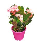 siyahgulcom Euphorbia Milii Dikenler Tacı Çiçekli Kaktüs Alacalı Pembe