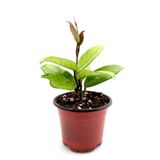 siyahgulcom Mum Çiçeği Mum Bitkisi Hoya Carnaso 10 - 15 Cm
