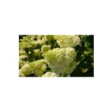 ŞKL Ağaç Ortanca Fidanı Hydrangea Paniculata " Limelight " 1 L