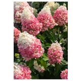 ŞKL Ağaç Ortanca Fidanı Strawberry Blossom 3L
