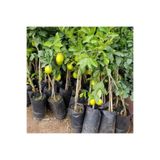 Smargat Limon Fidanı Aşılı Yediveren Limon Ağacı Fidanı (TÜPLÜ) 3 Yaş 120-150 Cm