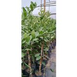 Smargat Mandalina Satsuma 3 Yaş Aşılı Mandalina Fidanı