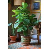 Smyrna Garden Keman Yapraklı Kauçuk - 80-100 cm - Ficus Lyrata - Popüler Bitki - Dolgun Formda