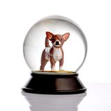 Snoowg Cam Ve Reçine Altın Patiler Köpek Chihuahua (Kahve) Kar Küresi Hediye