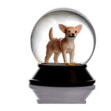 Snoowg Cam Ve Reçine Altın Patiler Köpek Chihuahua (Kayısı) Kar Küresi Hediye
