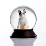 Snoowg Cam Ve Reçine Altın Patiler Köpek French Bulldog (Beyaz) Kar Küresi Hediye