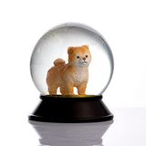 Snoowg Cam Ve Reçine Altın Patiler Köpek Pomeranian Boo (Kayısı) Kar Küresi Hediye