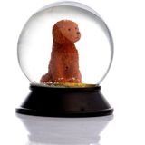 Snoowg Cam ve Reçine Altın Patiler Toy Poodle (Tarçın) Kar Küresi