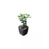 Socactus Para Ağacı Çiçeği Kaktüs Sukulent 10-20 Cm
