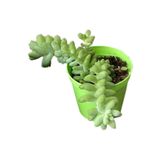 Socactus Sedum Morganianum ve Tespih Çiçeği Kaktüs&sukulent