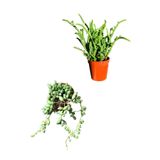 SOcactus Tespih Çiçeği - Prenses Çamı Kaktüs Sukulent