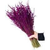 Sofiplant Kuru Lavanta Demeti Pembe