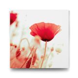 Soft Gelincik Çiçeği Tablosu - 30x30cm