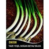 Soğan Tohumu Demet Yeşil - 25 G.