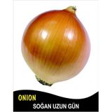 Soğan Tohumu Valenciana - 10 g (~ Takribi 1800 Tohum)