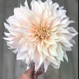 Soğuğa Dayanıklı Dev Çiçekli Cafe Au Light Dahlia Yıldız Çiçeği Soğanı Yumrusu (1 Adet)