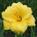 Soğuklara Dayanıklı Atlanta Elegant Hemerocallis Gün Güzeli Çiçeği Soğanı (1 Adet)