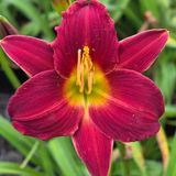 Soğuklara Dayanıklı Dark Avenger Hemerocallis Gün Güzeli Çiçeği Soğanı (1 Adet)