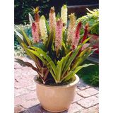 Soğuklara Dayanıklı Eucomis Comosa Ananas Çiçeği Zambağı Soğanı (1 Adet)