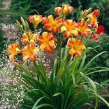 Soğuklara Dayanıklı Frans Hals Hemerocallis Gün Güzeli Çiçeği Soğanı (1 Adet)