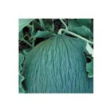 Soğuklara Dayanıklı Hasanbey Kavun Tohumu 10 Gram EFLVZ259