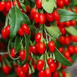 Soğuklara Dayanıklı İnstant Success Kırmızı Meyveli Goji Berry Fidanı Seneye Meyve Verir