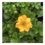 Soğuklara Dayanıklı Katmerli Yellow Beauty Geum Çiçeği Tohumu(20 Tohum)