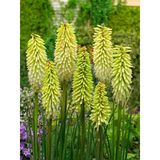 Soğuklara Dayanıklı Kniphofia Ice Queen Fener Meşale Çiçeği Zambağı Soğanı (1 Adet)