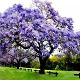 Soğuklara Dayanıklı Mini Sakıda Yoğun Kokulu Paulownia Tomentesa Ağacı Fidanı(10- 30 Cm)