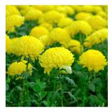 Soğuklara Dayanıklı Pompon Sarı Renkli Aster Çiçeği Tohumu (50 tohum)