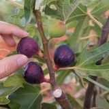 Soğuklara Dayanılı Ficus Carica Ronde de Bordeaux İncir Fidanı Kendine Verimli