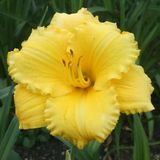 Soğuklara Ve Kuraklığa Dayanıklı Atlanta Elegant Hemerocallis Gün Güzeli Çiçeği Soğanı (1 Adet)